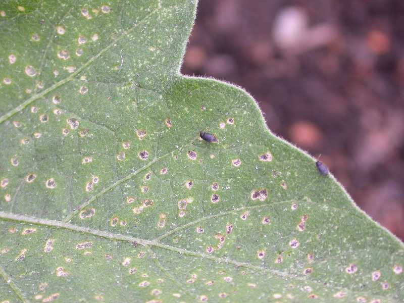Flea beetle